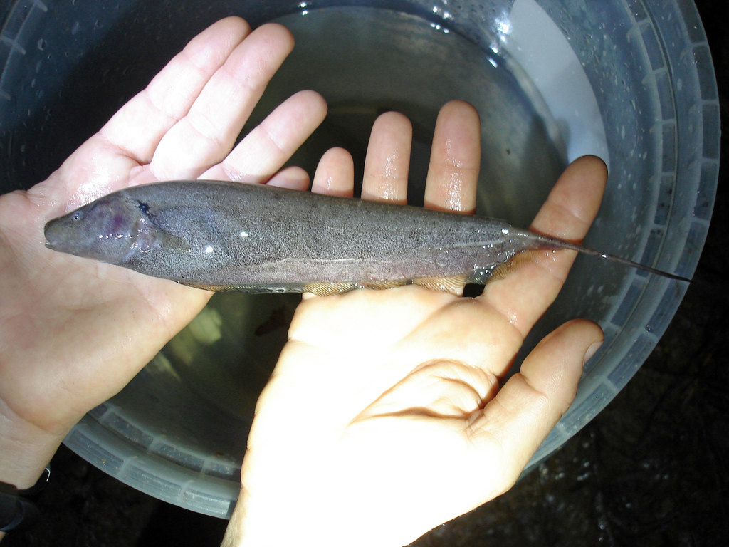 Longtail Knifefish