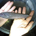 Longtail Knifefish - Photo (c) Phil Kahler, some rights reserved (CC BY-NC), uploaded by Phil Kahler