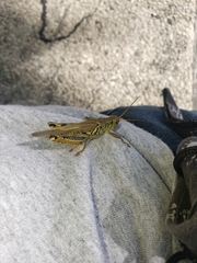 Melanoplus differentialis