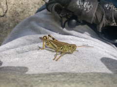 Melanoplus differentialis