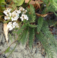 Achillea millefolium
