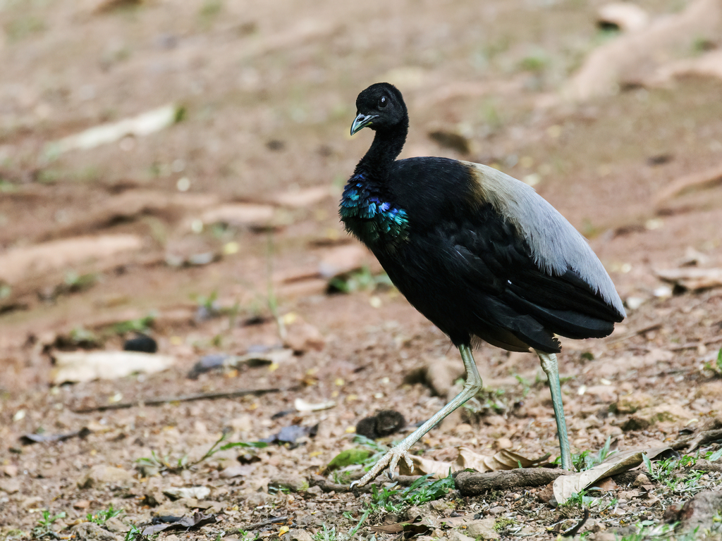 Gray-winged Trumpeter (Psophia crepitans) photo