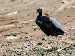 Grey-Winged Trumpeter photo 1