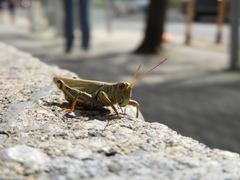 Melanoplus differentialis