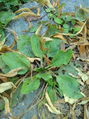 Plantago major