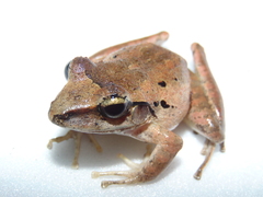 Craugastor raniformis