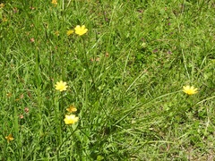 Ranunculus petiolaris
