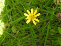 Ranunculus petiolaris