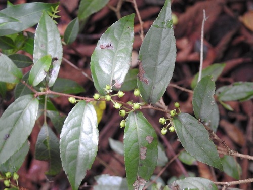 Xylosma