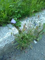 Campanula rotundifolia