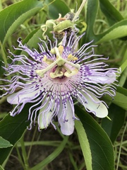Passiflora incarnata