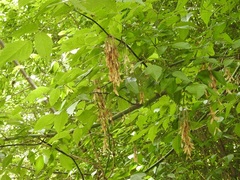 Acer negundo mexicanum