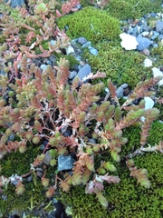 Sedum acre