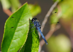 Celithemis verna