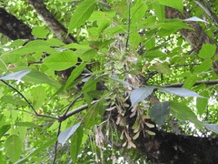 Acer negundo mexicanum