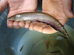 Gymnotiformes