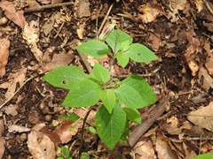 Lycianthes ciliolata