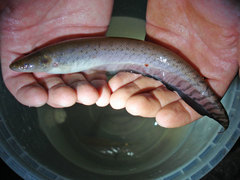 Gymnotiformes
