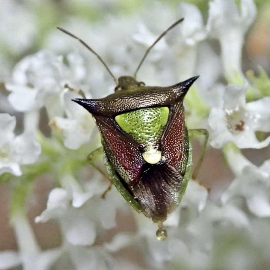 Carbula scutellata