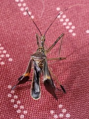 Zelus janus