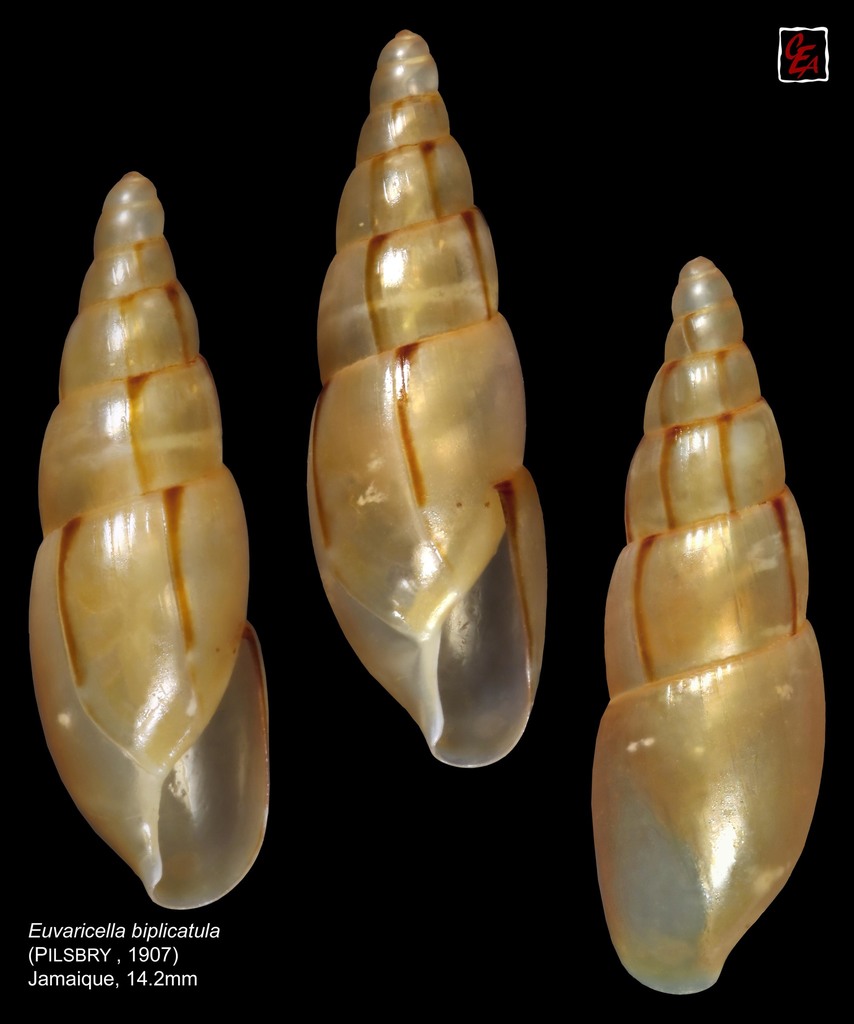 Oleacinidae