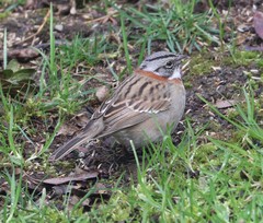 Zonotrichia capensis chilensis