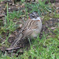 Zonotrichia capensis chilensis