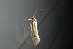 Tingena chloradelpha