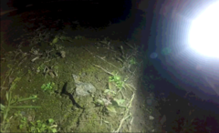 Typhlops rostellatus