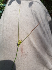 Carex oligosperma