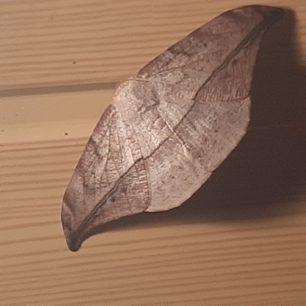 Oxydia augusta