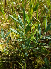 Andromeda polifolia glaucophylla