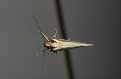 Tingena chloradelpha