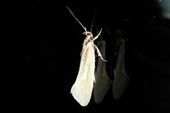 Tingena chloradelpha