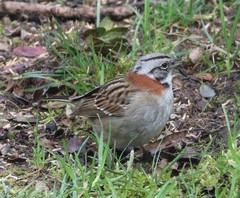 Zonotrichia capensis chilensis
