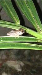 Eleutherodactylus antillensis