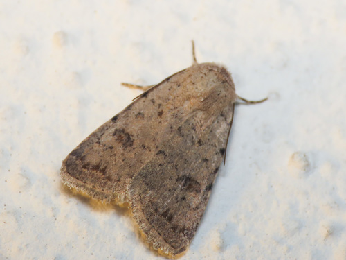 Pale Mottled Willow Moth