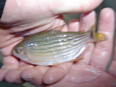 Bario steindachneri