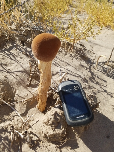 Battarrea phalloides — no rights reserved