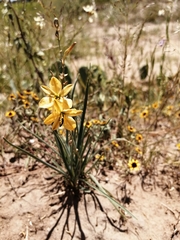 Echeandia flavescens