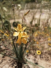 Echeandia flavescens