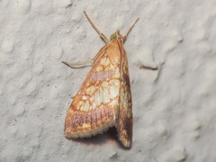 Evergestis politalis