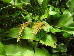 Heliconia librata