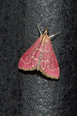 Pyrausta nexalis