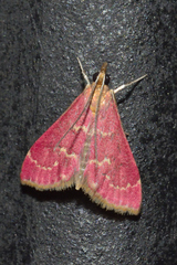 Pyrausta nexalis