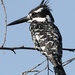 African Pied Kingfisher - Photo (c) Guenther Eichhorn, some rights reserved (CC BY-NC)