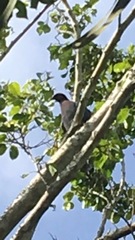 Patagioenas squamosa