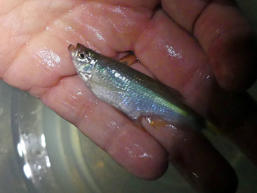 Bluefin tetra (Paragoniates alburnus) — Characidae — 2