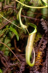 Nepenthes sanguinea