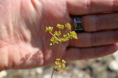 Peucedanum tauricum
